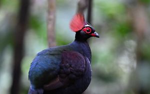 Preview wallpaper partridge, bird, glance, tree, nature