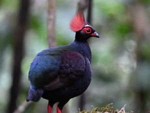 Preview wallpaper partridge, bird, glance, tree, nature