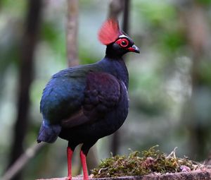 Preview wallpaper partridge, bird, glance, tree, nature