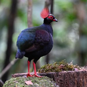 Preview wallpaper partridge, bird, glance, tree, nature