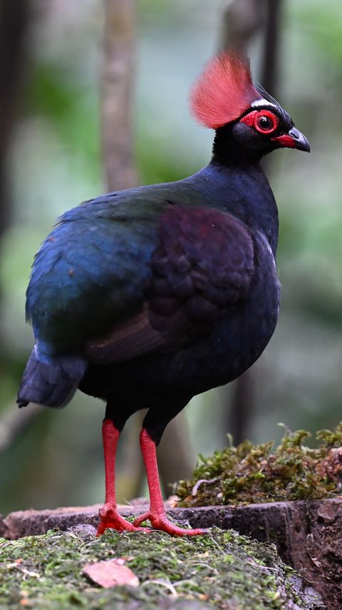 480x854 Wallpaper partridge, bird, glance, tree, nature