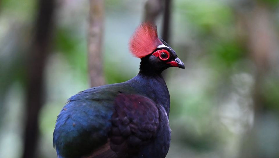 960x544 Wallpaper partridge, bird, glance, tree, nature
