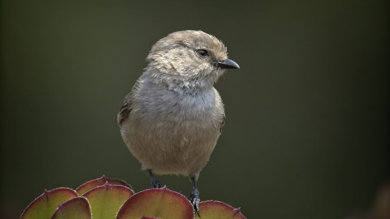 Wallpaper parus, bird, plant, wildlife, blur