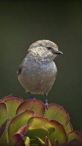 Preview wallpaper parus, bird, plant, wildlife, blur