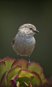 Preview wallpaper parus, bird, plant, wildlife, blur