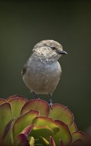 Preview wallpaper parus, bird, plant, wildlife, blur