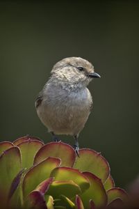 Preview wallpaper parus, bird, plant, wildlife, blur