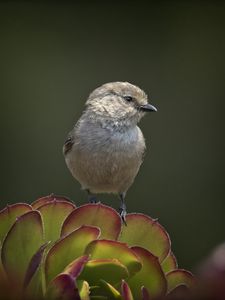 Preview wallpaper parus, bird, plant, wildlife, blur