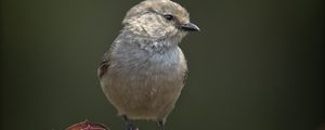 Preview wallpaper parus, bird, plant, wildlife, blur