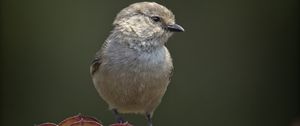 Preview wallpaper parus, bird, plant, wildlife, blur