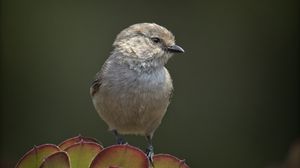 Preview wallpaper parus, bird, plant, wildlife, blur