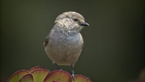 Preview wallpaper parus, bird, plant, wildlife, blur