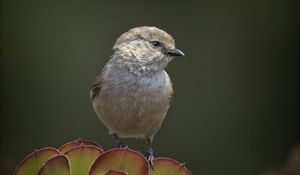 Preview wallpaper parus, bird, plant, wildlife, blur