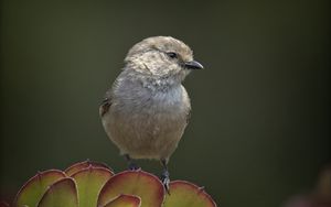 Preview wallpaper parus, bird, plant, wildlife, blur