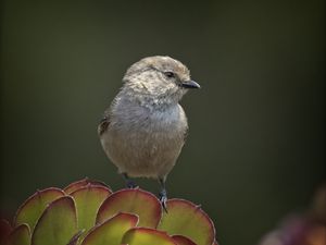 Preview wallpaper parus, bird, plant, wildlife, blur