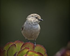 Preview wallpaper parus, bird, plant, wildlife, blur