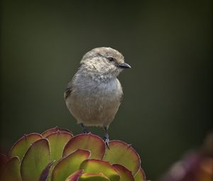 Preview wallpaper parus, bird, plant, wildlife, blur