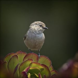 Preview wallpaper parus, bird, plant, wildlife, blur