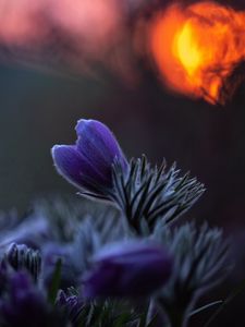 Preview wallpaper pasqueflower, bud, flower, leaves, blur