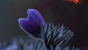 Preview wallpaper pasqueflower, bud, flower, leaves, blur