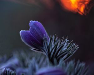 Preview wallpaper pasqueflower, bud, flower, leaves, blur