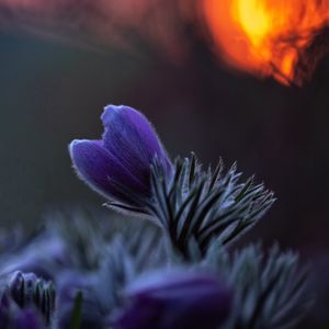 Preview wallpaper pasqueflower, bud, flower, leaves, blur