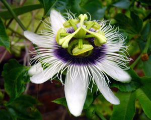 Preview wallpaper passion, flower, leaves, petals, stamens