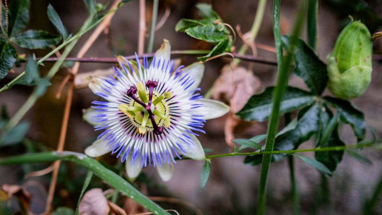 Wallpaper passionflower, flower, petals, grass, macro