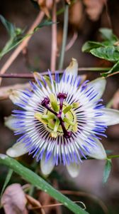 Preview wallpaper passionflower, flower, petals, grass, macro