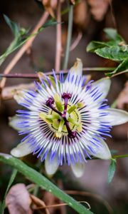 Preview wallpaper passionflower, flower, petals, grass, macro