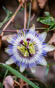 Preview wallpaper passionflower, flower, petals, grass, macro