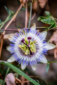 Preview wallpaper passionflower, flower, petals, grass, macro