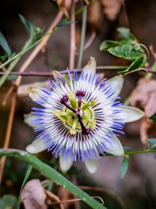 Preview wallpaper passionflower, flower, petals, grass, macro