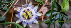 Preview wallpaper passionflower, flower, petals, grass, macro