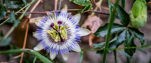 Preview wallpaper passionflower, flower, petals, grass, macro