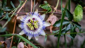 Preview wallpaper passionflower, flower, petals, grass, macro