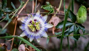 Preview wallpaper passionflower, flower, petals, grass, macro