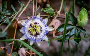 Preview wallpaper passionflower, flower, petals, grass, macro