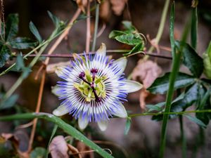 Preview wallpaper passionflower, flower, petals, grass, macro