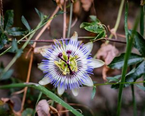 Preview wallpaper passionflower, flower, petals, grass, macro