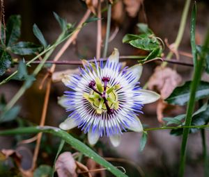 Preview wallpaper passionflower, flower, petals, grass, macro