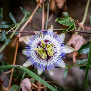 Preview wallpaper passionflower, flower, petals, grass, macro