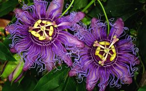 Preview wallpaper passionflower, flowers, wavy, exotica, leaves