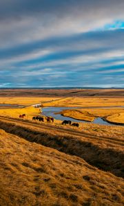 Preview wallpaper pasture, horses, grass