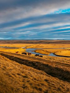 Preview wallpaper pasture, horses, grass