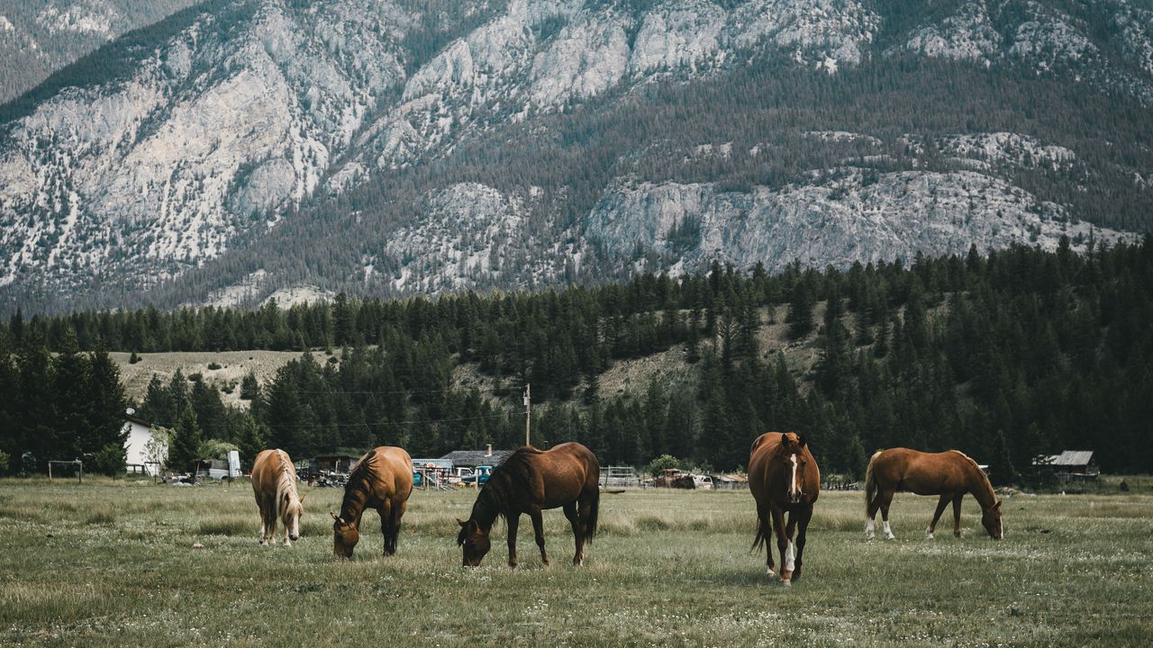 Wallpaper pasture, horses, mountains