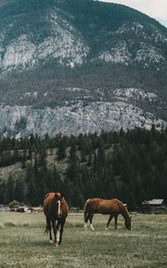 Preview wallpaper pasture, horses, mountains