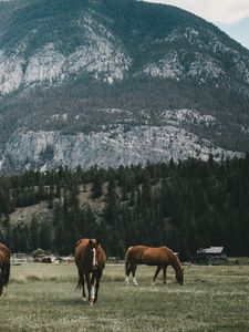 Preview wallpaper pasture, horses, mountains