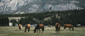 Preview wallpaper pasture, horses, mountains