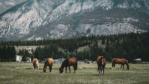 Preview wallpaper pasture, horses, mountains